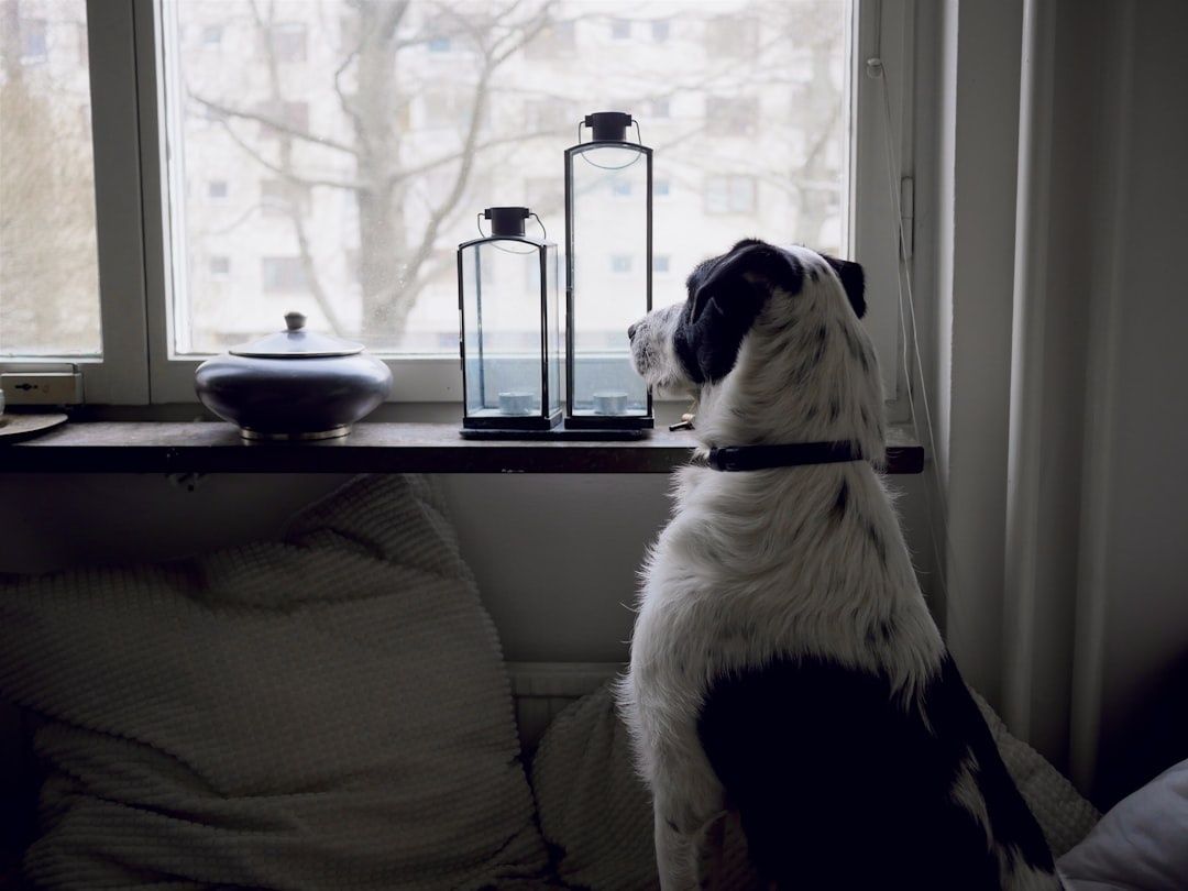 Hund sitter rolig ved vinduet i et hjem