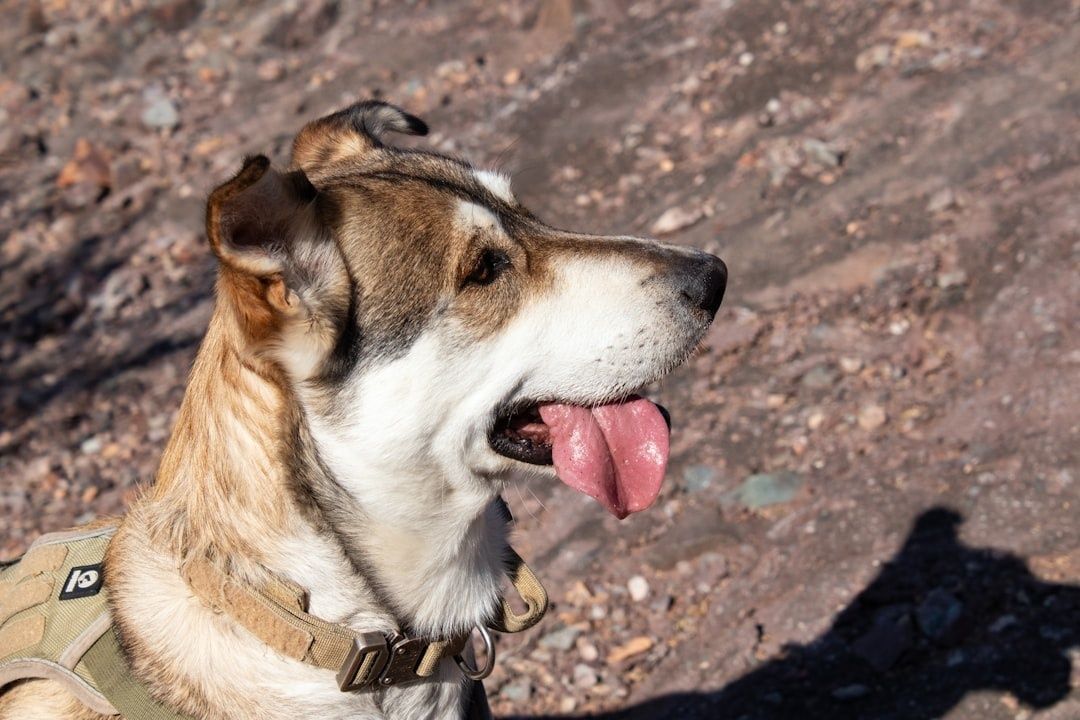 Hund i sele ser oppmerksomt til siden på en steinete sti