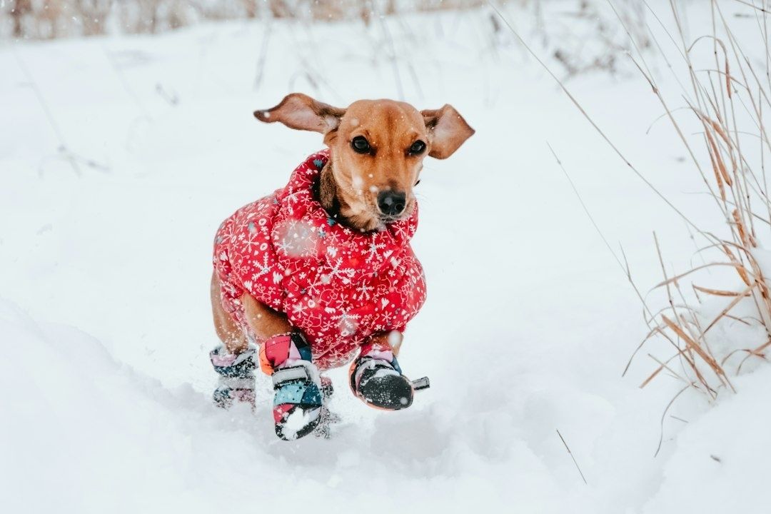Liten hund i rød vinterjakke og potesokker i snøen